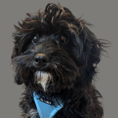 Picture of Olive