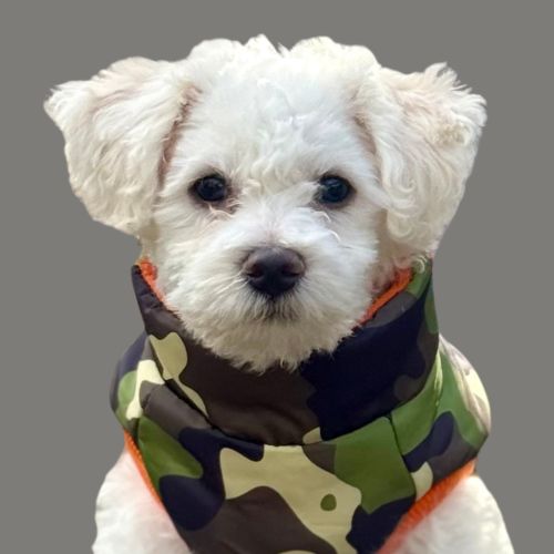 Picture of Mochi