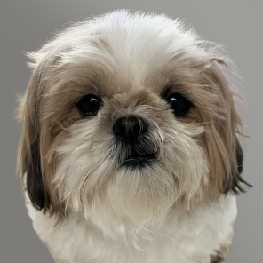 Picture of Molly